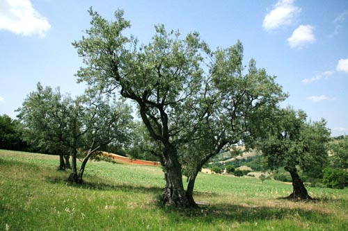 olive trees olive leaf extract