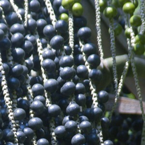 Açaí