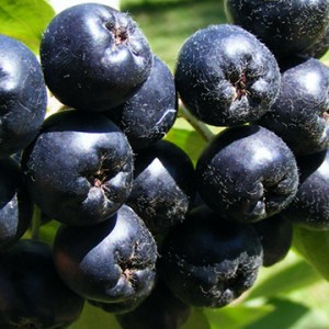 Aronia (Chokeberry)