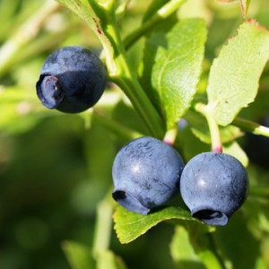 Bilberry