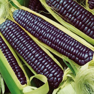 Blue Corn