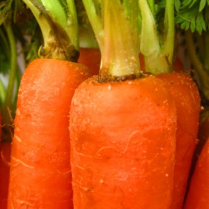 Carrot