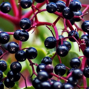 Elderberry