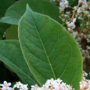 Giant Knotweed