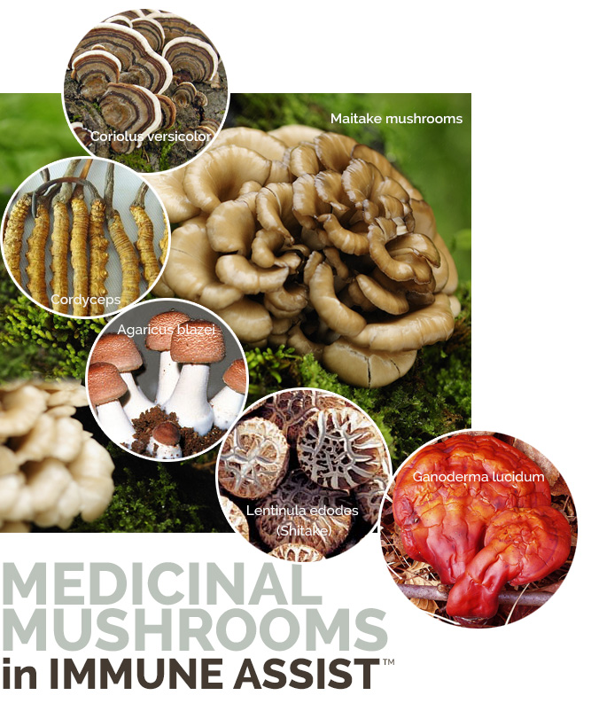 medicinal-mushrooms viruses