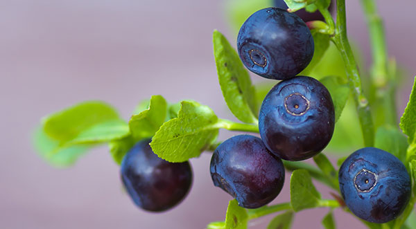 Bilberry / Blueberry wild bilberry and wild bluebery